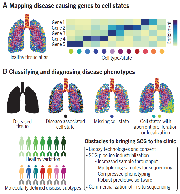 Figure 2 Human organ maps can resolve disease phenotypes.png