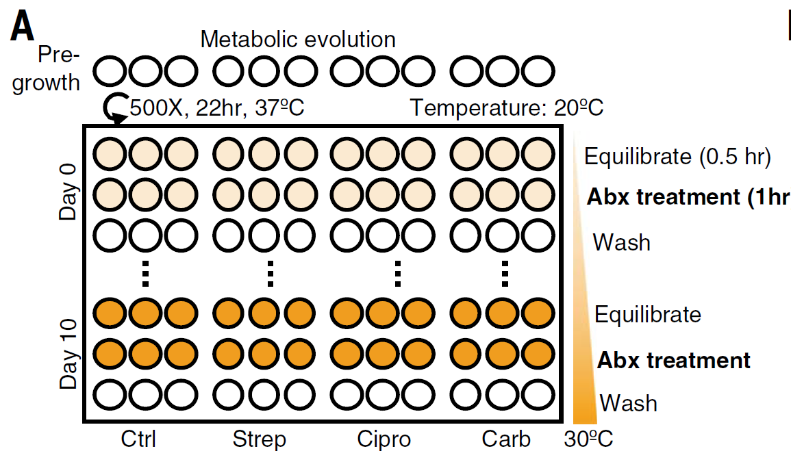 Figure 2 Metabolic evolution leads to acquired resistance with no obvious growth defect.png