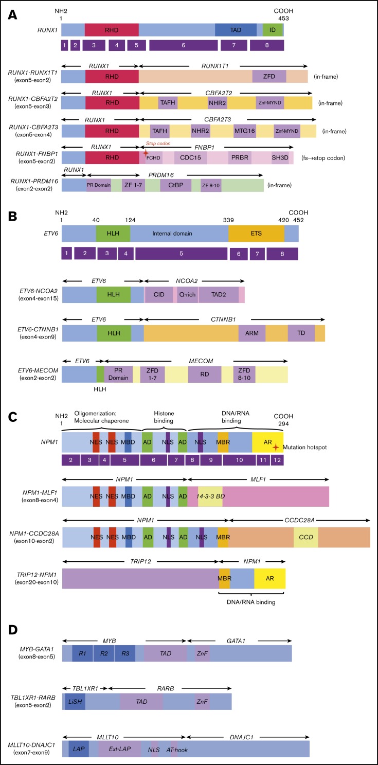 Figure 2 Novel and rare fusion genes identified in patients with de novo pediatric AML_0.jpg