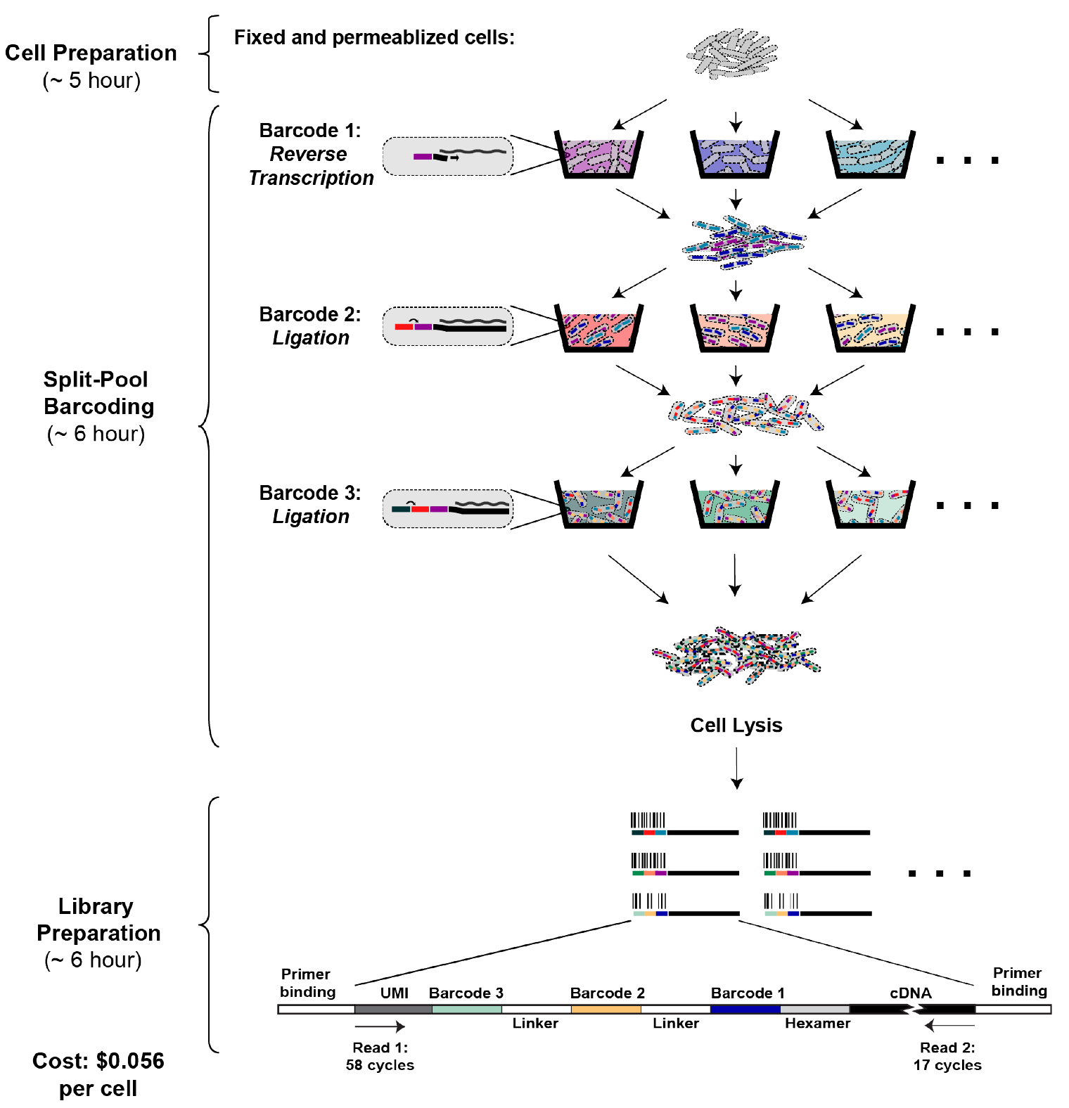 Figure 2 Overview of PETRI-seq.png