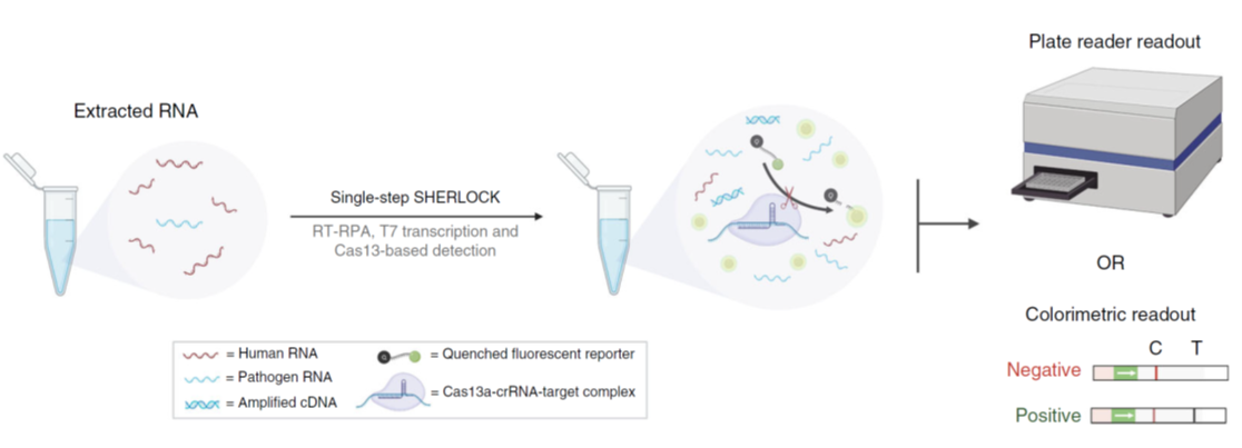 Figure 2 Schematic Diagram of SHINE method.png