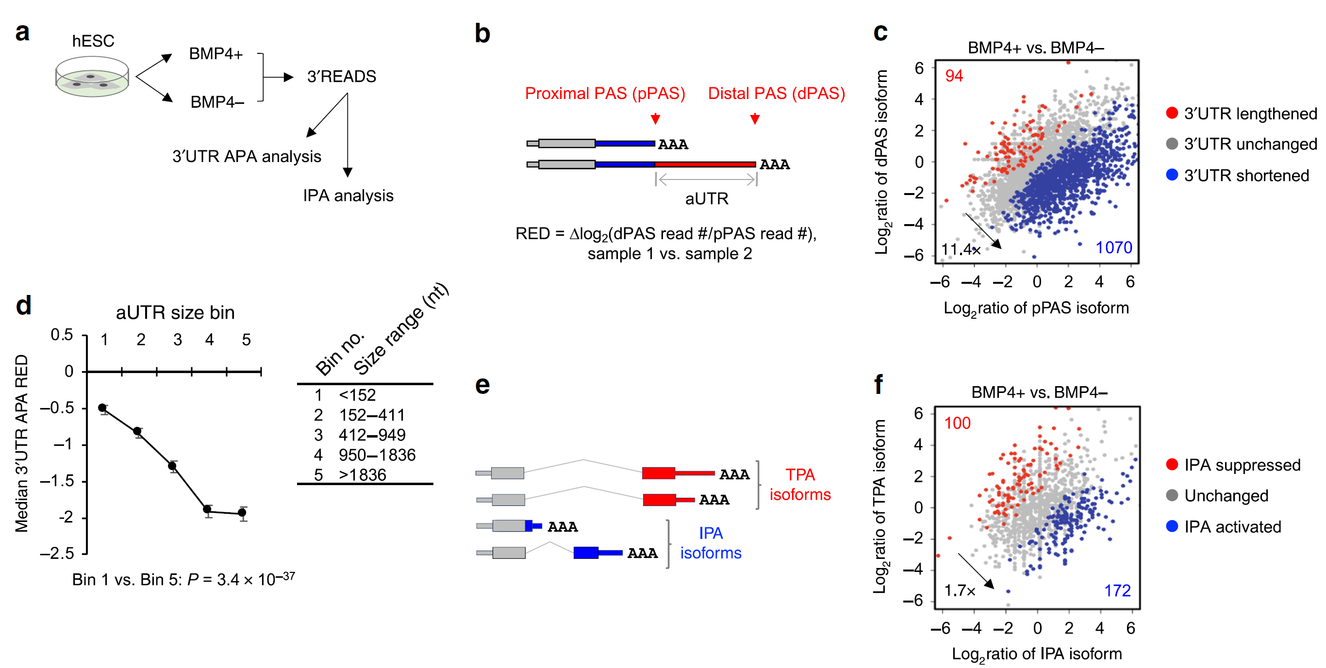 Figure 2 Widespread 3’ UTR shortening and IPA activation in trophoblast differentiation.png