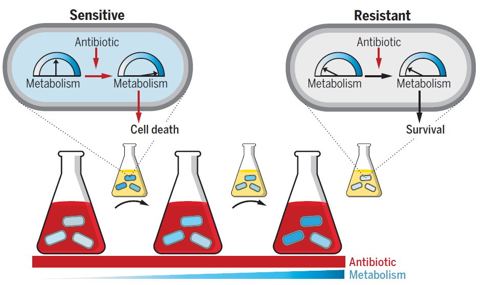 Figure 3 Altered metabolic state confers antibiotic resistance.png