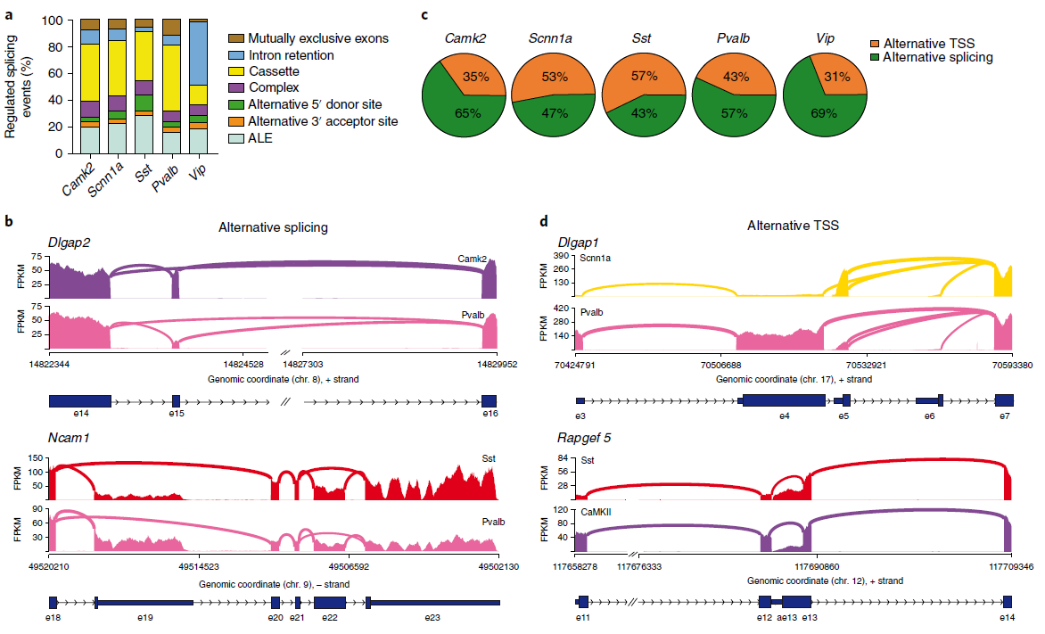 Figure 3 Alternative splicing and alternative TSS usage drive transcript diversification in neocortical neurons. .png