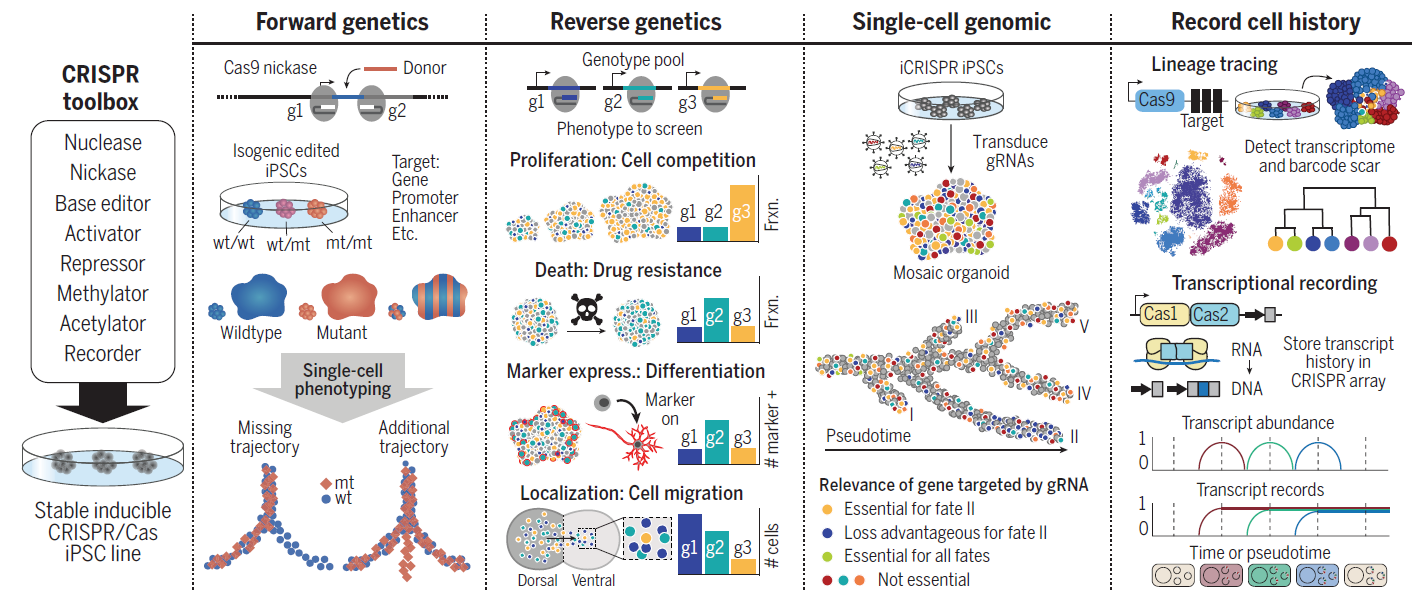Figure 3 Genetic manipulation toolkit to link phenotype to genotype by using stem cells.png