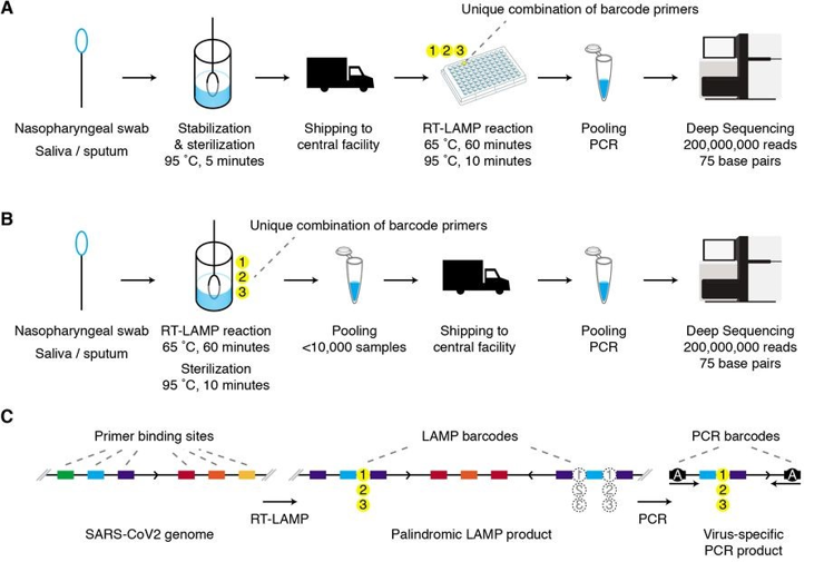 Figure 3 LAMP-seq workflow..png