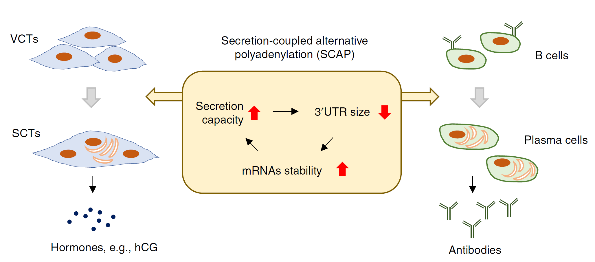 Figure 3 Secretion-coupled APA in differentiation of secretory cells..png