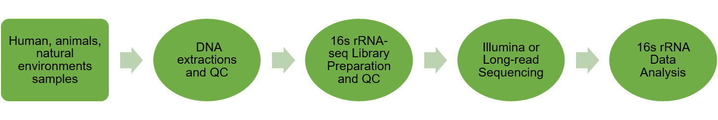 QB 16S rRNA workflow.png