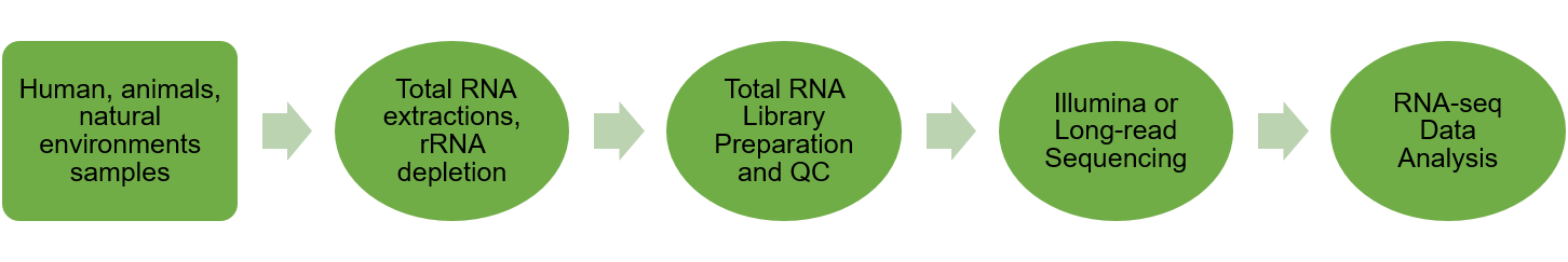 QB metatranscritomic sequencing workflow.png