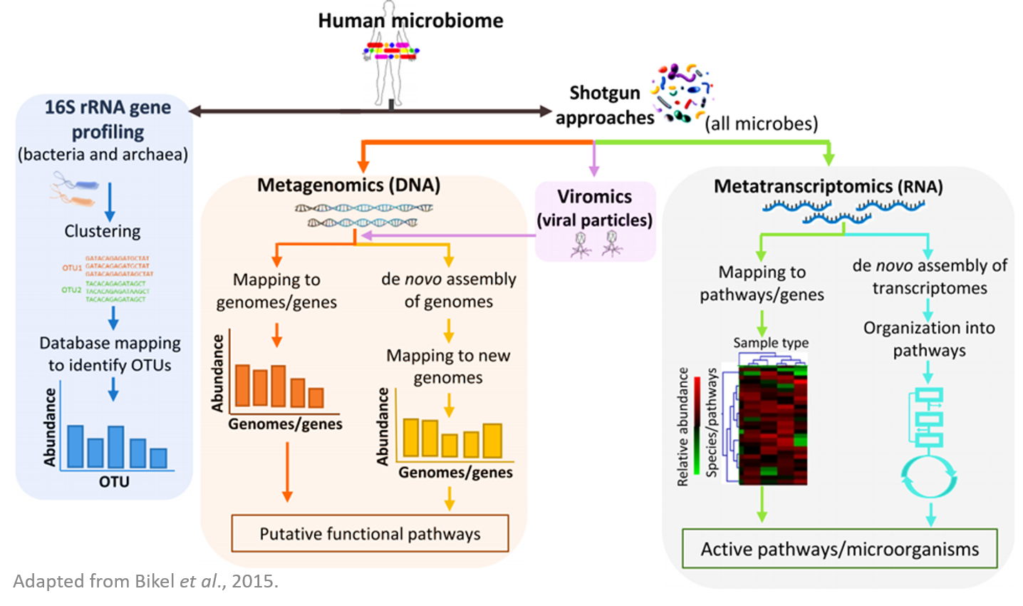 Quick Biology Microbial and Viral genomic sequencing flowchart.png