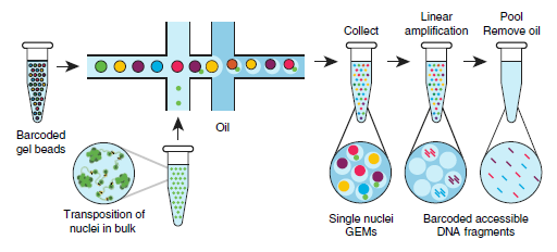 Schematic of scATAC-seq in droplets - quick biology.PNG