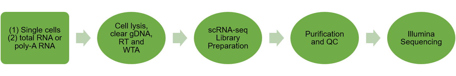 scRNA-seq workflow.png