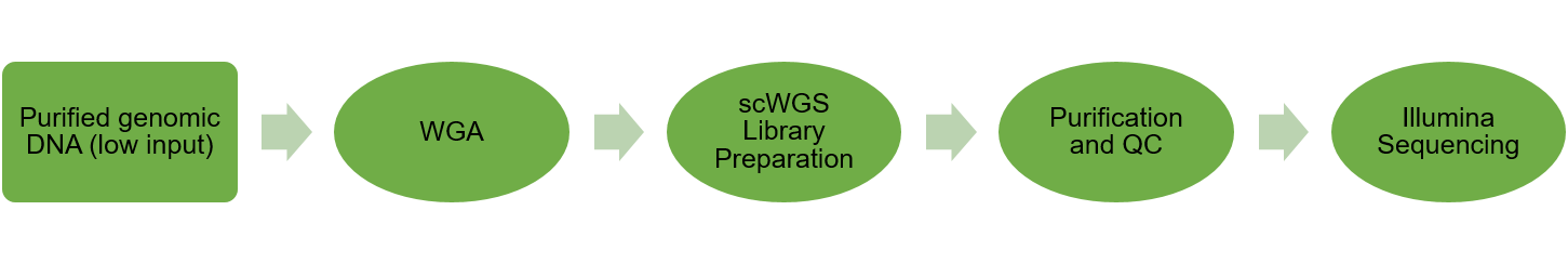 scWGS workflow.png