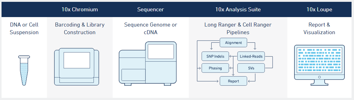 10X Chromium pipline pic.PNG