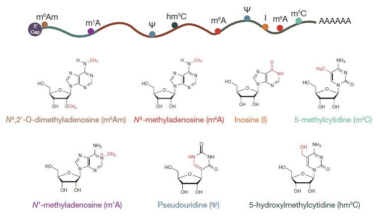 type of RNA methylation.PNG