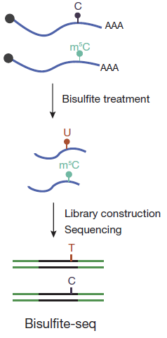 5mc RNA_seq.PNG