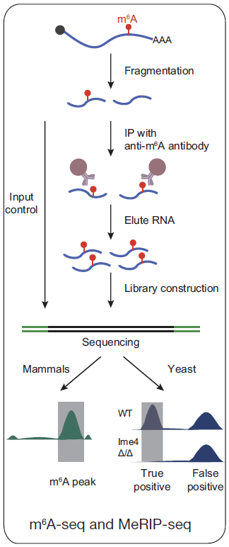 m6A-seq.PNG